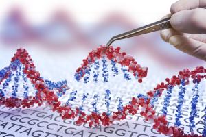 CRISPR/Cas systems are an ingenious system of molecular scissors that allows one to easily make desired changes in the gene of interest. Such ingenuity was noted by a Nobel Prize in Chemistry in 2020. At The Biotech Institute our primary interest is in us