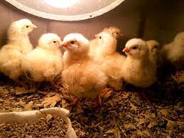 Broilers chicks
